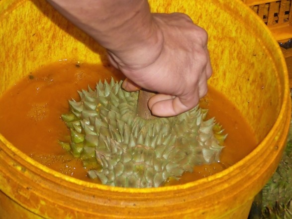 Hai hung sau rieng 'tam' hoa chat hinh anh