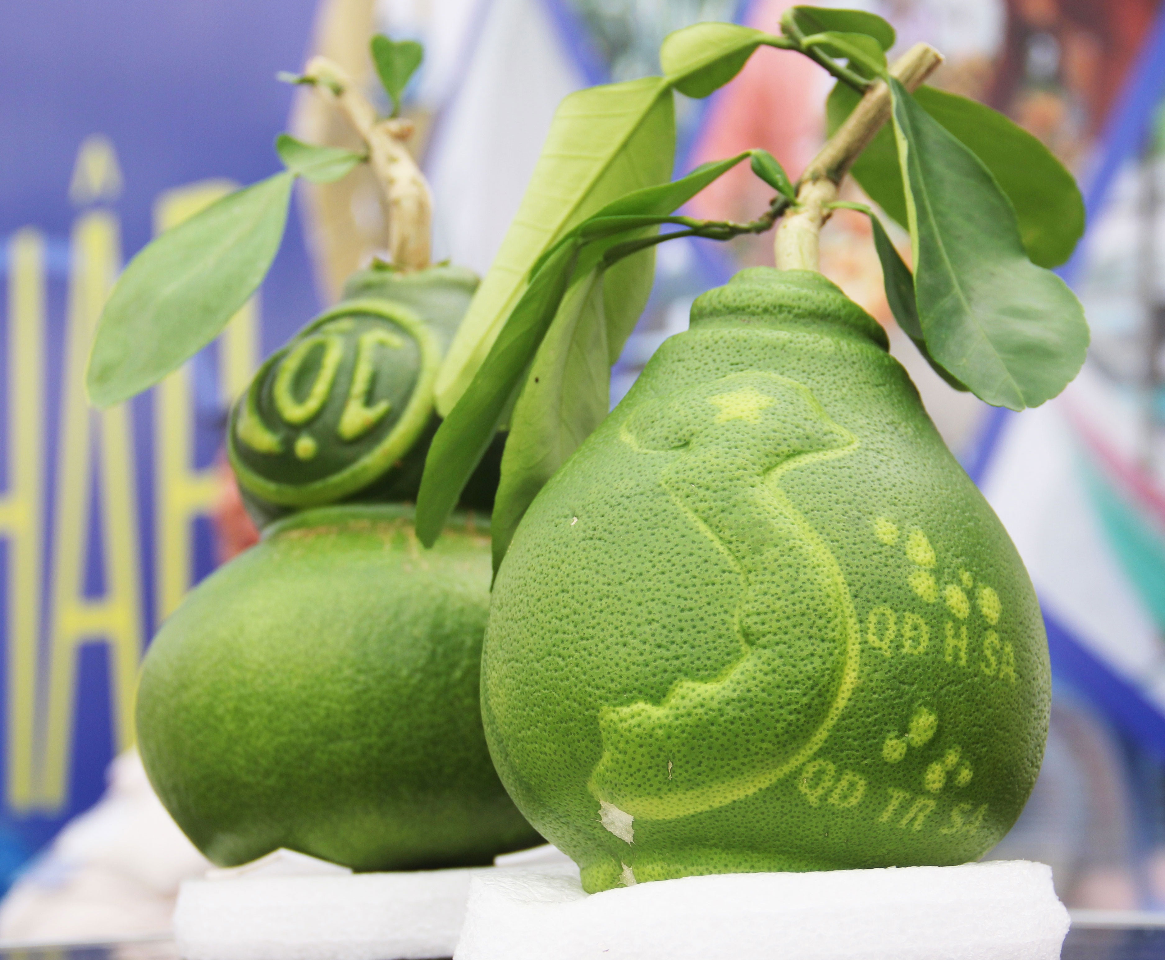 Nong dan mien Tay mang buoi hinh ban do gioi thieu o Ha Noi hinh anh