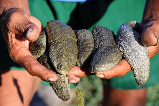 No ro nuoi hai sam tai Khanh Hoa hinh anh