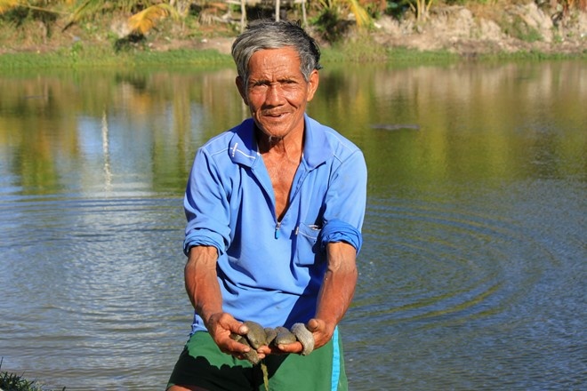 Ông Nhành bắt hải sâm trong ao để xem kích thước phát triển của chúng.