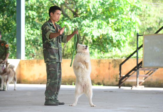 Dich vu day thu cung di dung, an, ngu dung cach hinh anh