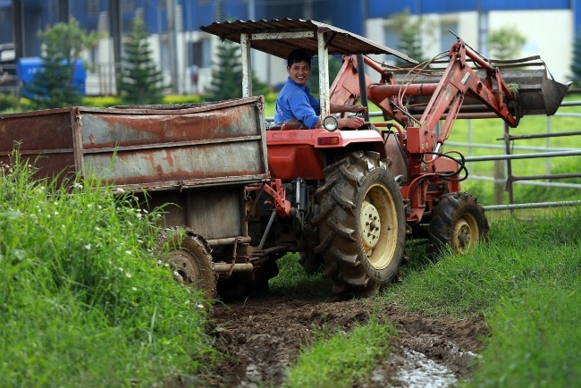 Ong lon TPP co thuc su dang so voi nganh chan nuoi? hinh anh