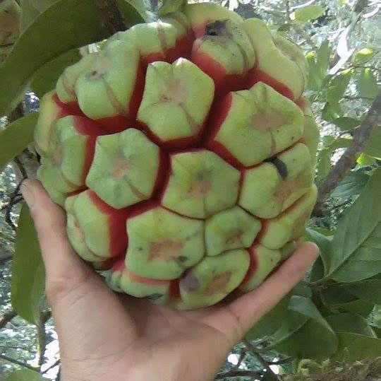 Na rung nang 5 kg gia 500.000 dong o Son La hinh anh