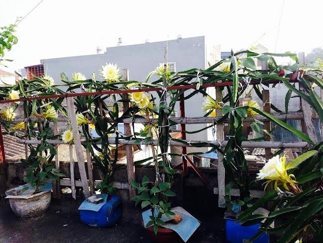 Thanh long được trồng trên sân thượng song cực kỳ nhiều hoa mặc dù đã vào thời điểm cuối mùa