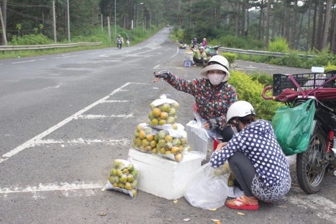 Hong Da Lat rot gia do khau trung gian hinh anh