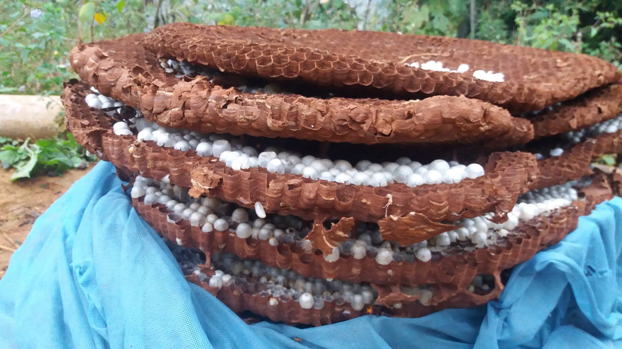 Thuong lai Trung Quoc lung mua to ong 10 kg o Lao Cai hinh anh