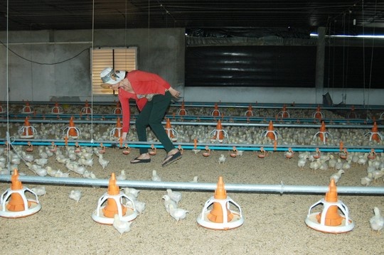 Thu phu ga dieu dung hinh anh