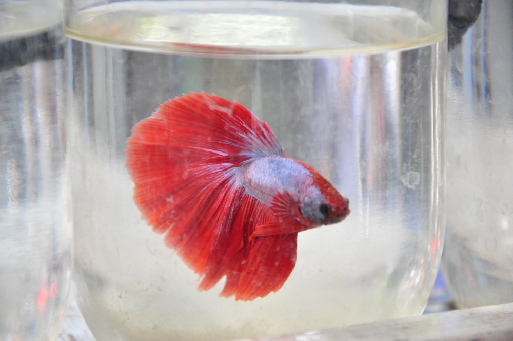 Kiem tien tu ban ca ngoai gia re hinh anh