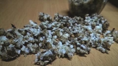 Trung kien gai den 700.000 dong/kg co that su bo? hinh anh