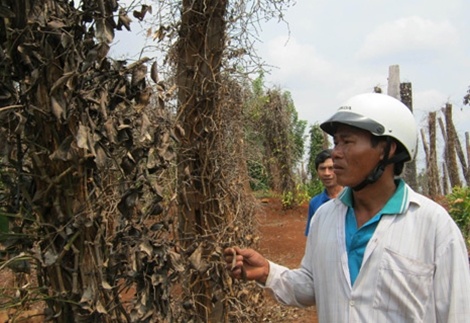 Phan bon gia va noi dau that hinh anh