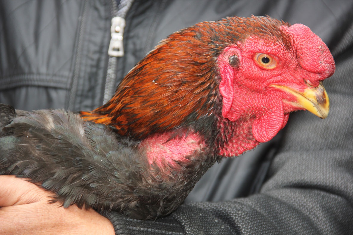 Ga Ho tien vua 6 kg, co tien mua cung kho hinh anh