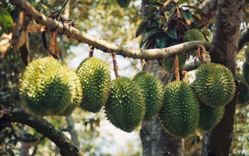 Trong sau rieng cho thu nhap tren 1 ty dong mot nam hinh anh