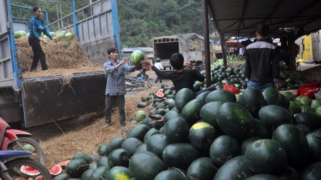 Dua hau xuat sang Trung Quoc gia 7.000 dong/kg hinh anh