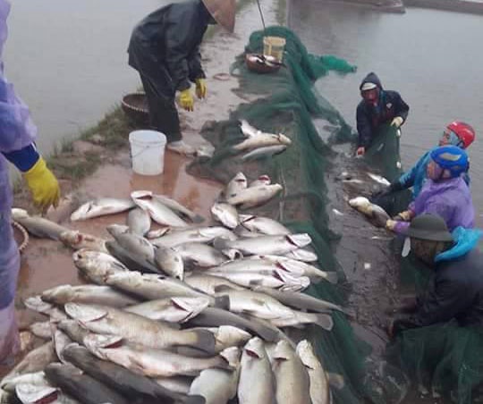 Ca vuoc chet cong trang dam, nguoi dan lo mat Tet hinh anh