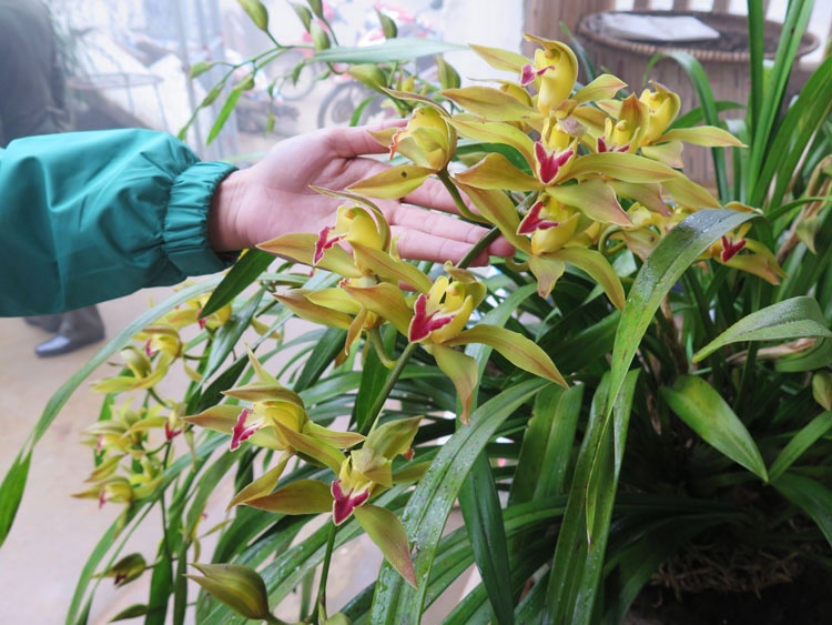 Chau lan Tet 'giac mong vua Tran' ban gia 100 trieu dong? hinh anh