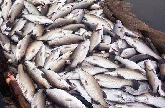 Ca vuoc o Thai Binh van tiep tuc chet cong hinh anh