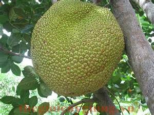 Lam giau tu mit khong hat hinh anh