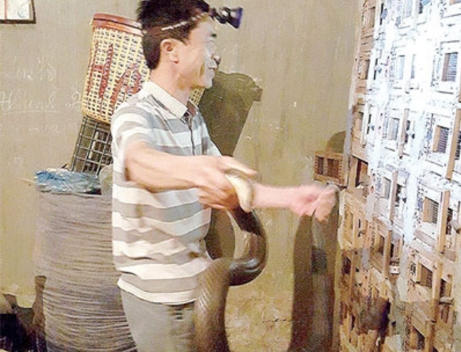 Nghe nuoi ran ho mang banh Tu Xa truoc nguy co khai tu hinh anh