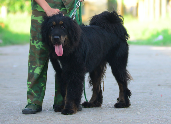 đưa chó không giấy tờ về Việt Nam ảnh 1 dua cho khong giay to ve Viet Nam anh 1