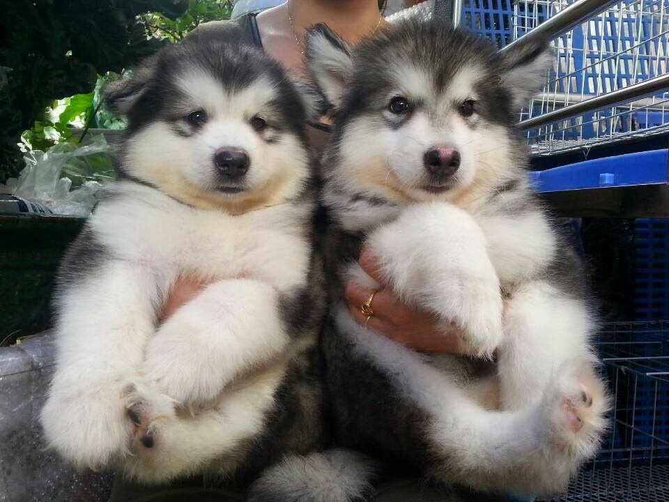 Cho khong giay to duoc dua ve Viet Nam nhu the nao? hinh anh