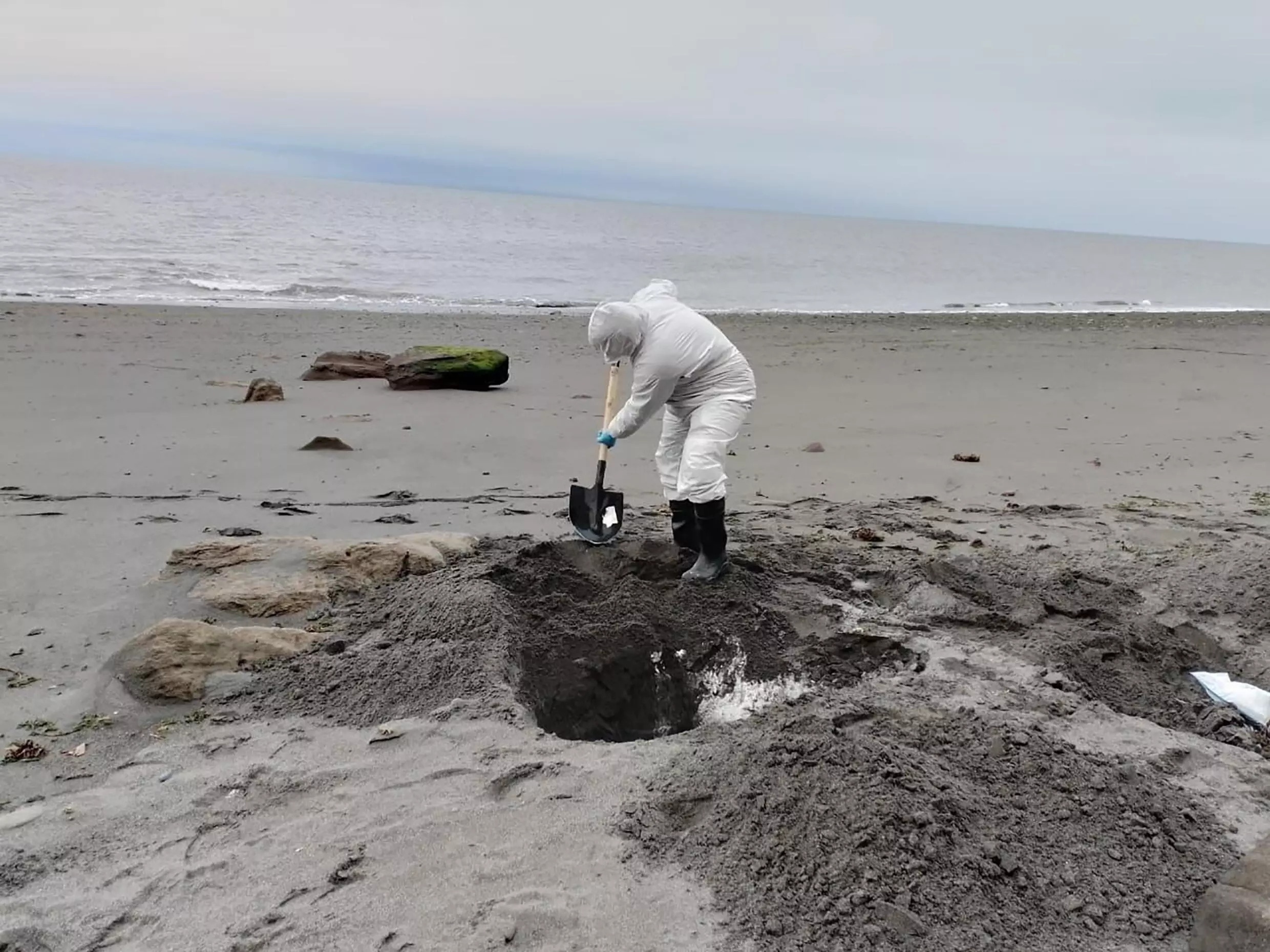 sinh vat bien chet anh 1