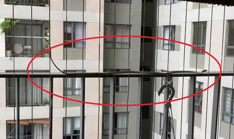 Ran tung xuat hien trong chung cu Masteri Thao Dien hinh anh