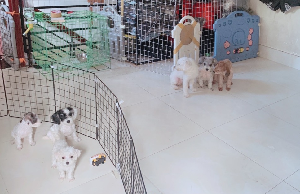 cham soc thu cung mua dich anh 3