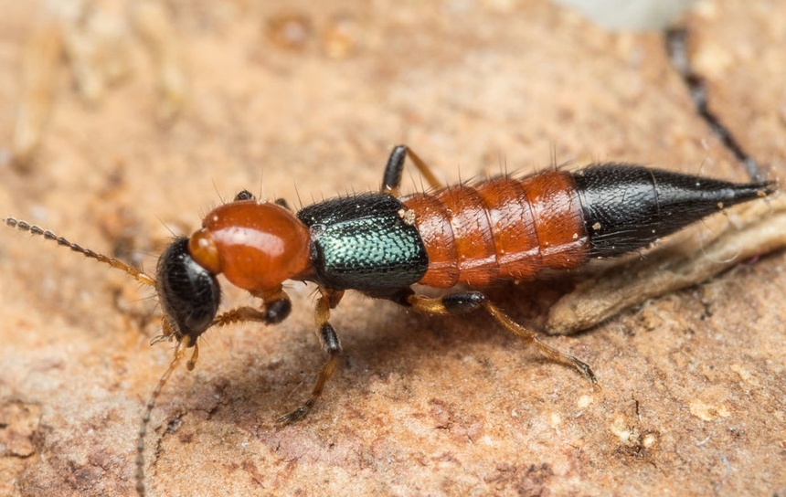 Kien ba khoang o chung cu TP.HCM anh 4