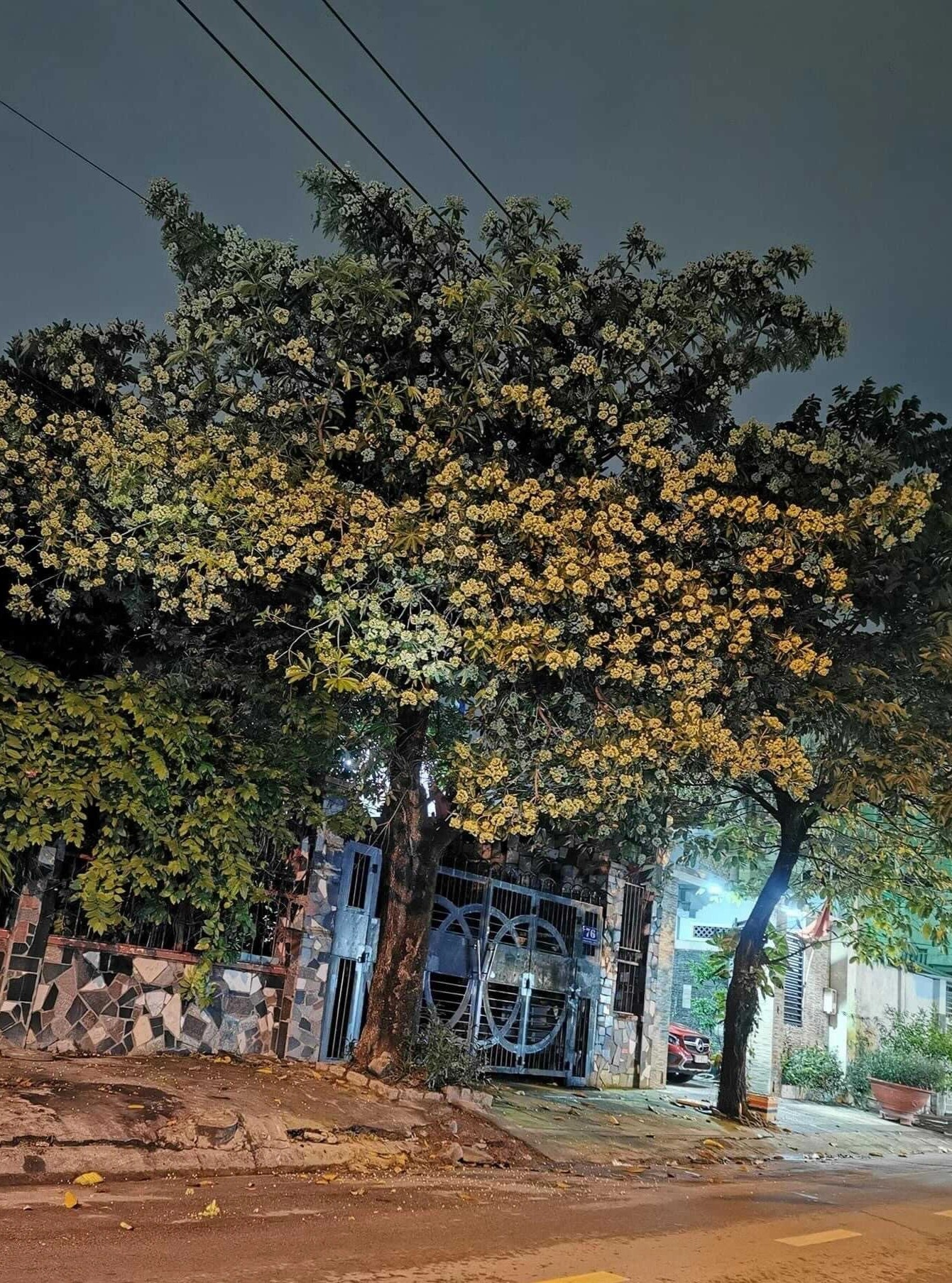 Người dân TP.HCM ám ảnh mùi hoa sữa ảnh 3 Nguoi dan TP.HCM am anh mui hoa sua anh 3