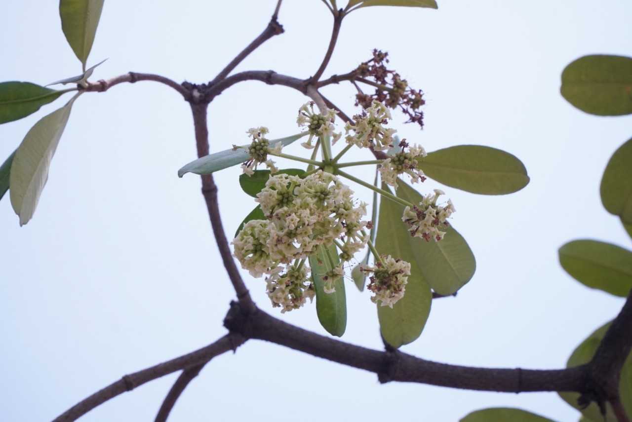 Người dân TP.HCM ám ảnh mùi hoa sữa ảnh 7 Nguoi dan TP.HCM am anh mui hoa sua anh 7