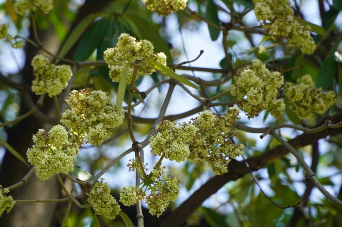 Người dân TP.HCM ám ảnh mùi hoa sữa ảnh 8 Nguoi dan TP.HCM am anh mui hoa sua anh 8