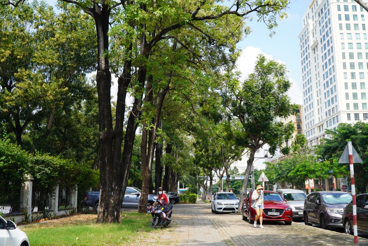 Nguoi dan TP.HCM am anh mui hoa sua anh 4