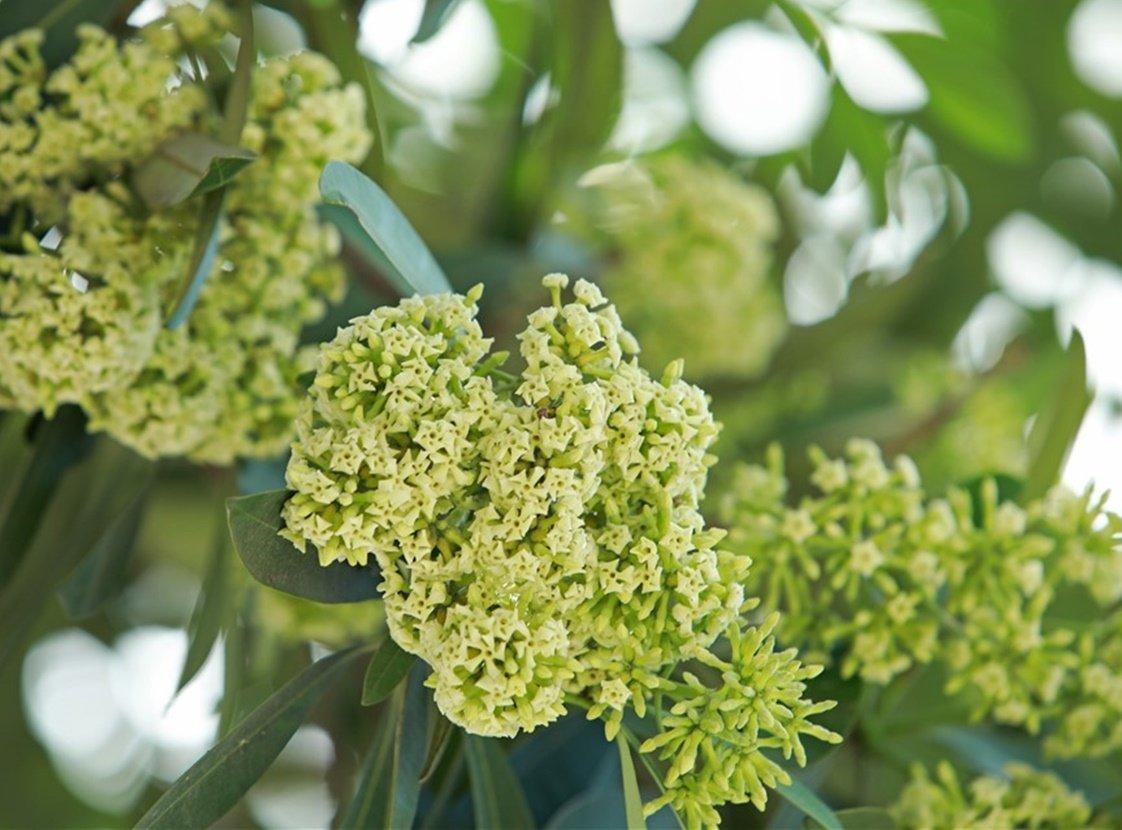 Mua hoa sua o TP.HCM: Nguoi yeu thich, nguoi kho chiu vi mui huong hinh anh