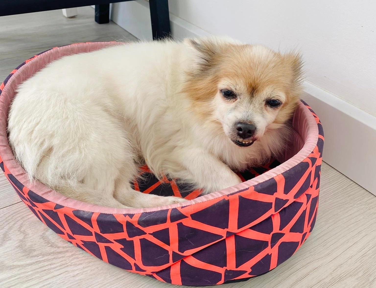 dua vat nuoi ra khoi chung cu anh 1