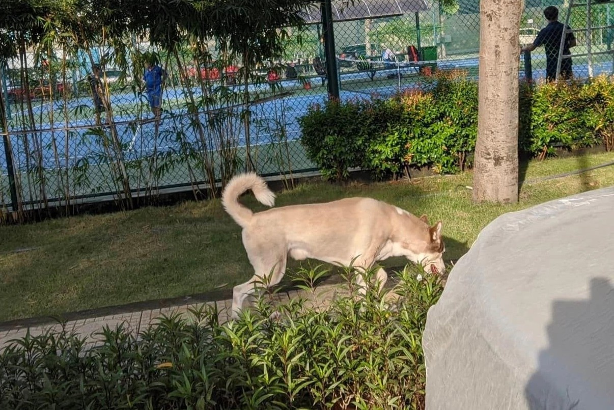 Quy dinh nuoi thu cung o chung cu anh 1