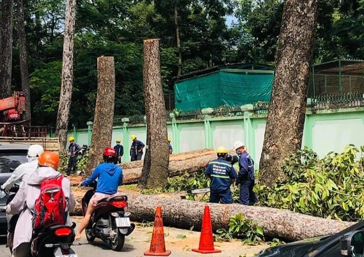 Don ha cay co thu o tuyen duong trung tam TP.HCM hinh anh