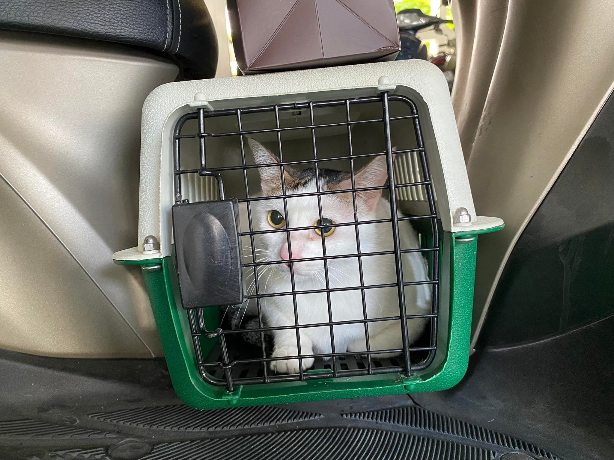 cham thu cung dip Tet anh 2