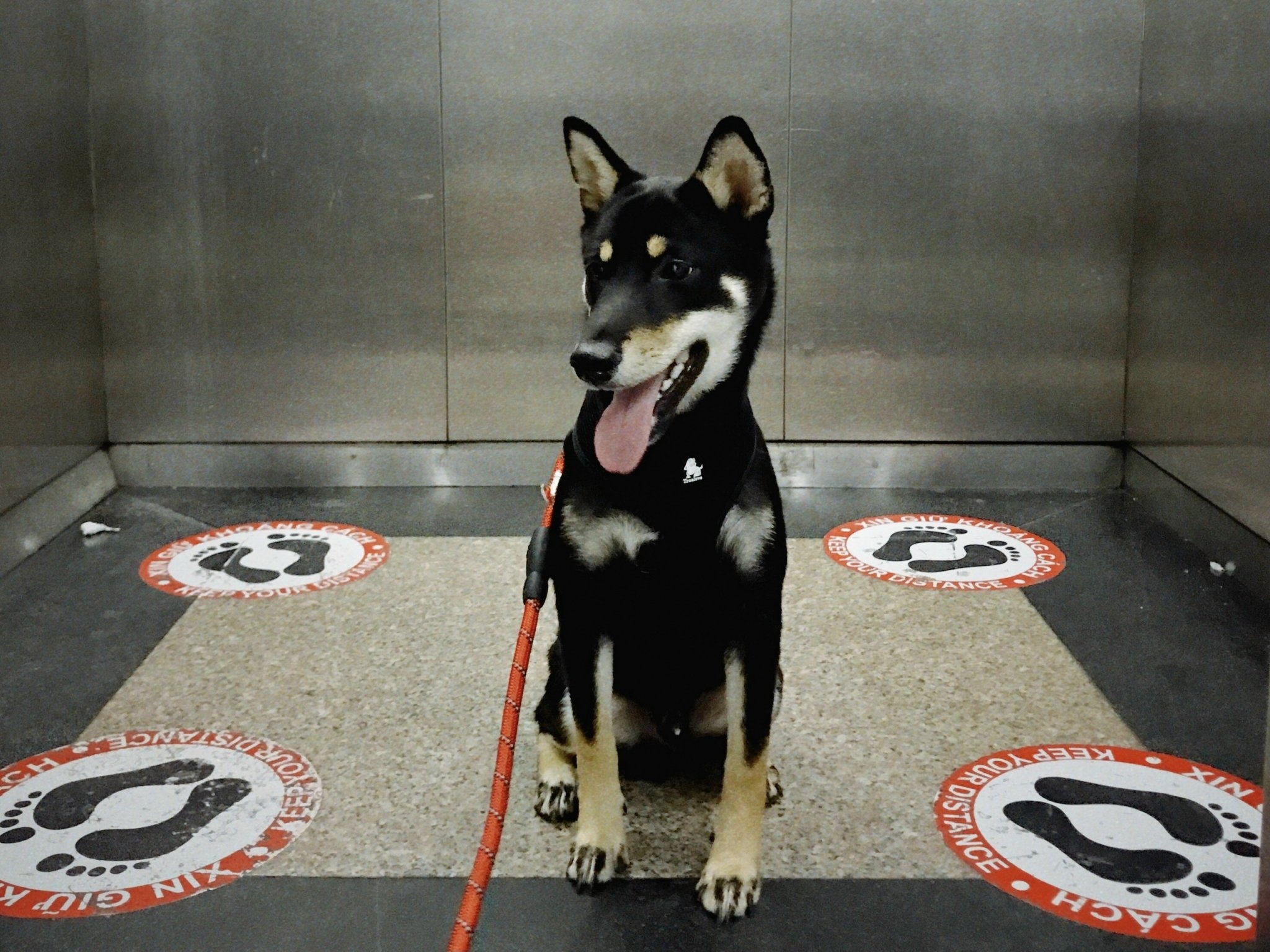 cham thu cung dip Tet anh 3