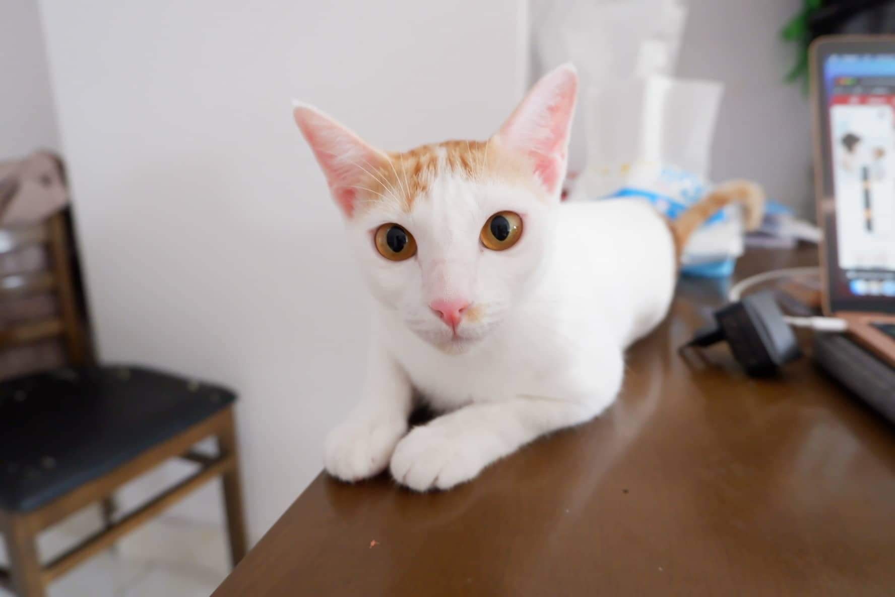 cham thu cung dip Tet anh 1