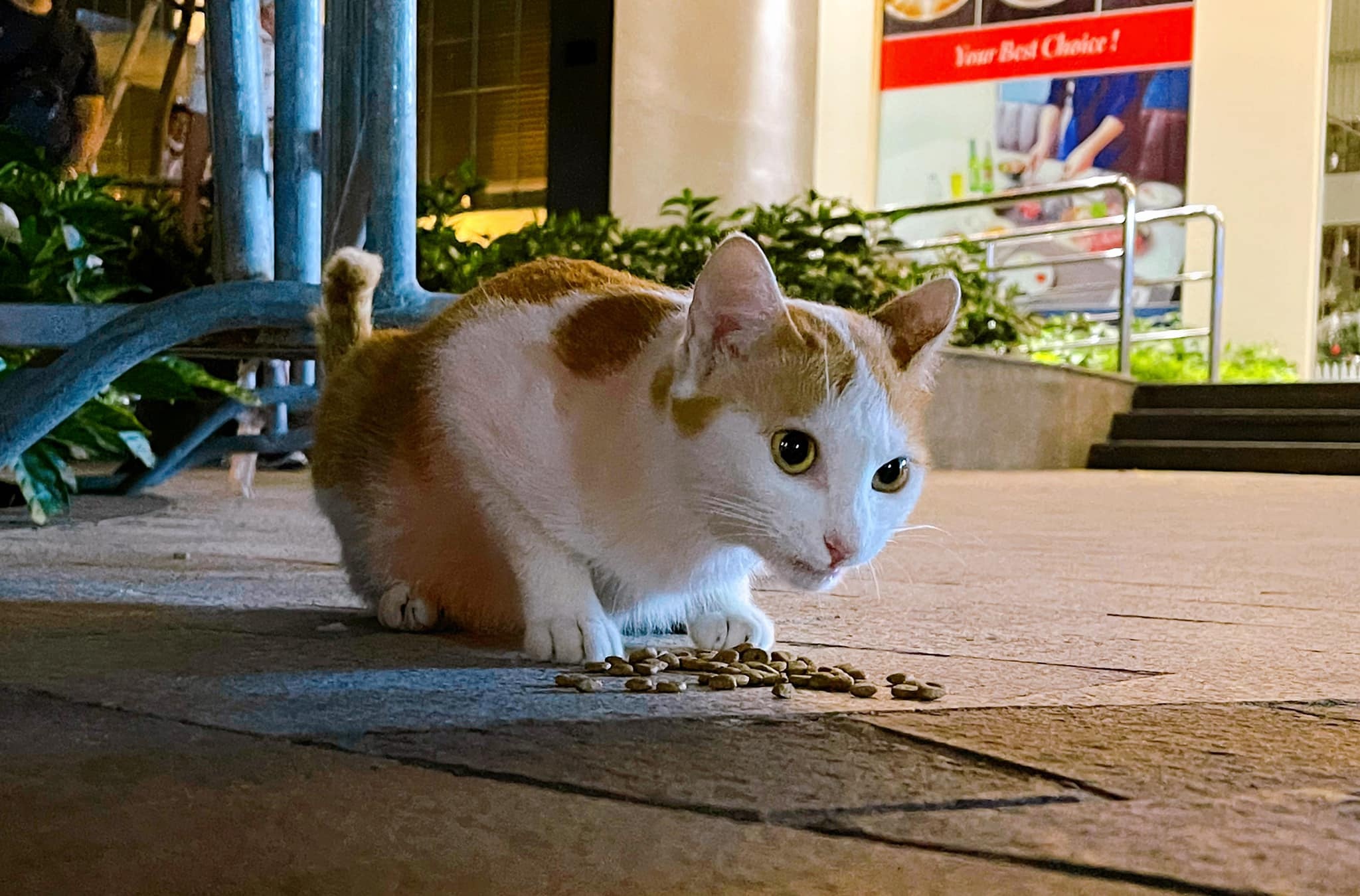 Tranh cai viec chung cu yeu cau cu dan khong cho meo hoang an hinh anh