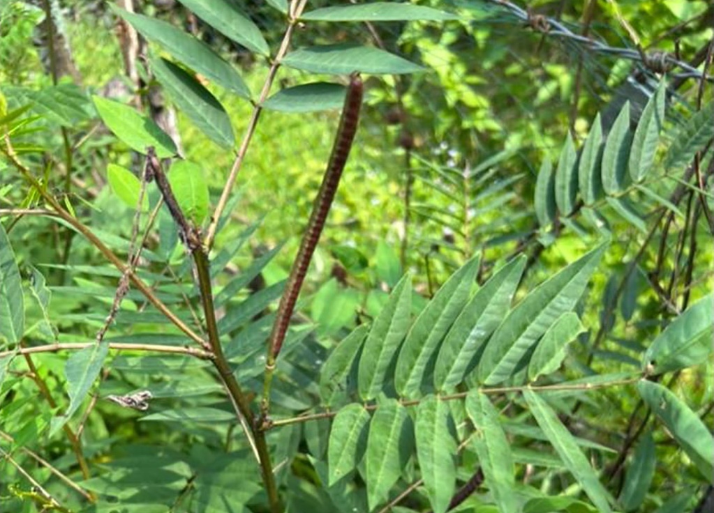 An hat muong tay chua benh, hai vo chong bi ngo doc, liet toan than hinh anh