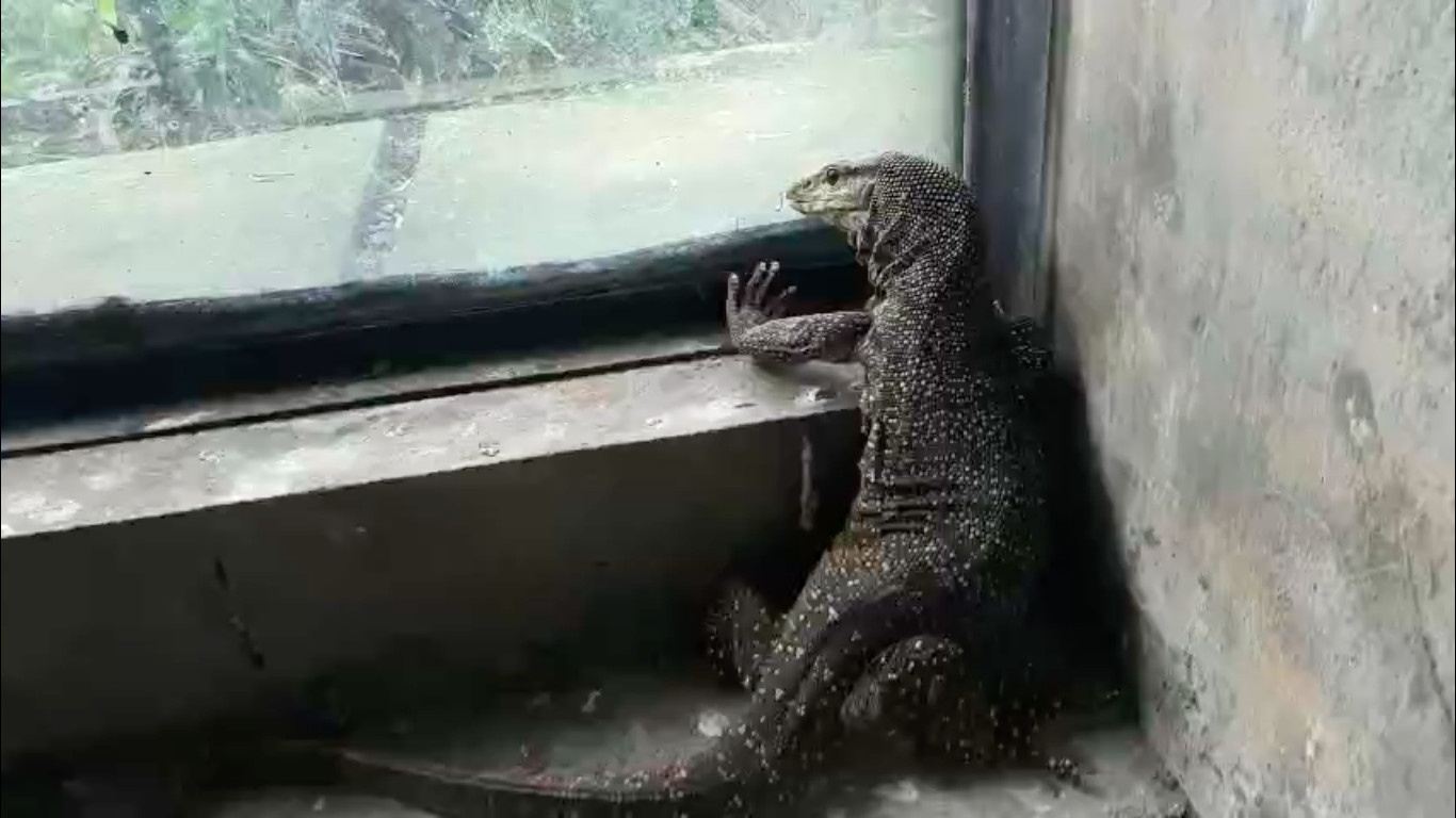 Ky da van lac vao nha dan o TP.HCM sap duoc tha ve tu nhien hinh anh