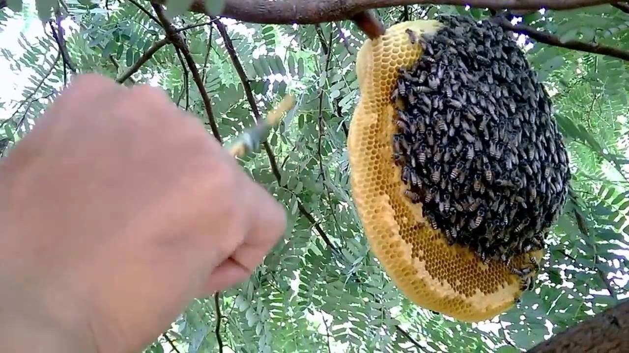 Di lay mat ong, mot nguoi dan ong nga tu vong hinh anh
