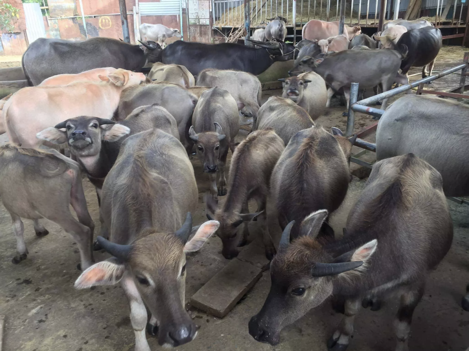 Trai nuoi nhot hang tram con trau giua trung tam thi xa lam kho dan hinh anh