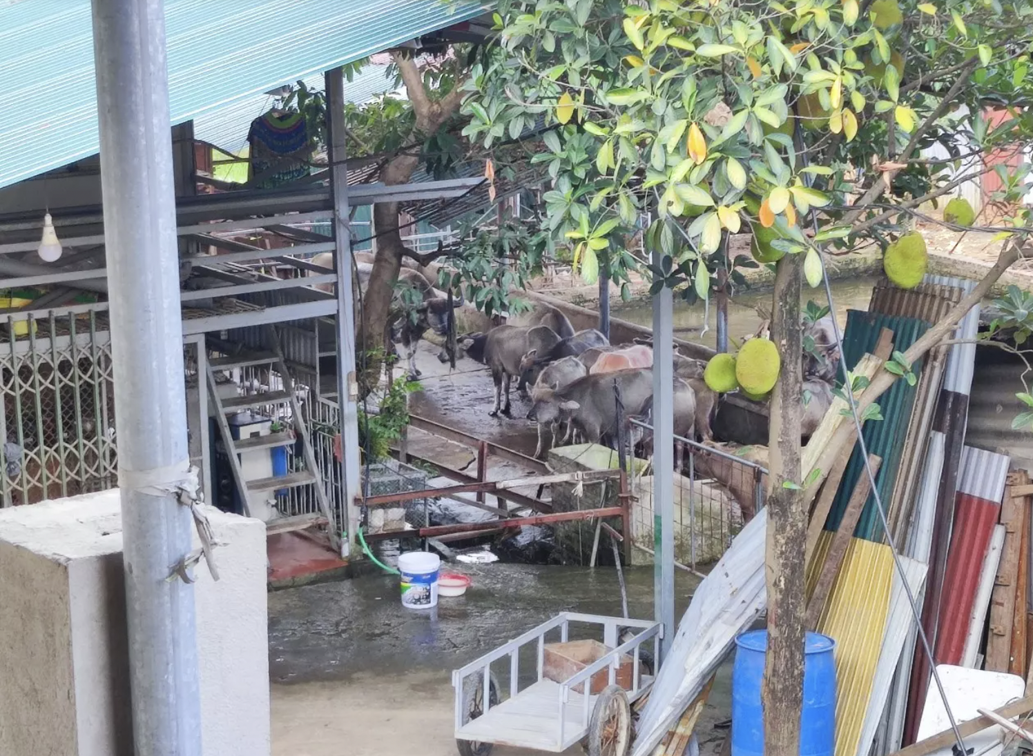 Trai nuoi nhot hang tram con trau giua trung tam thi xa anh 2