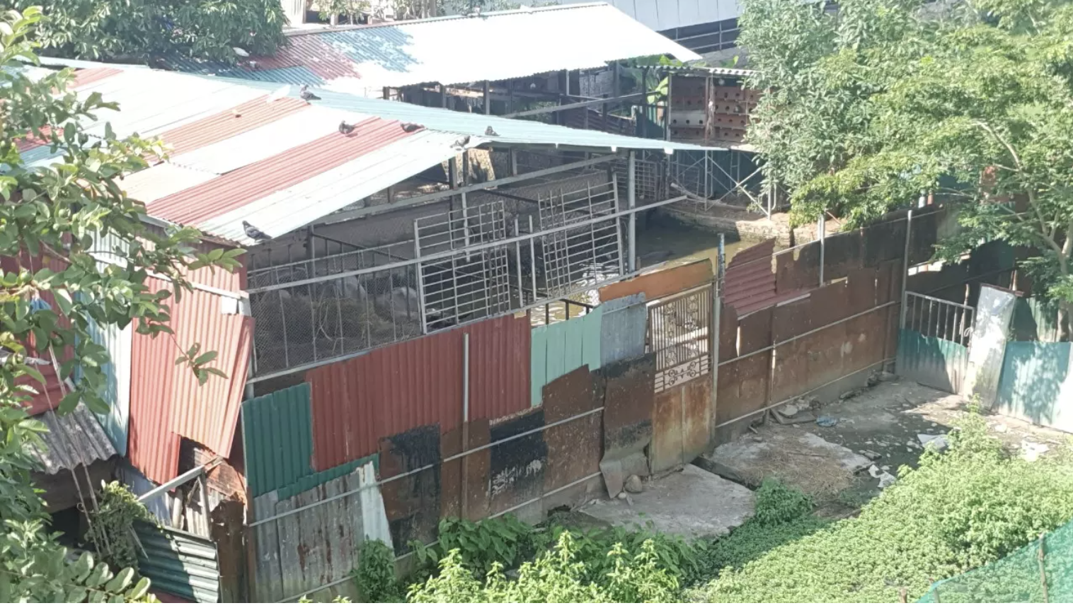 Trai nuoi nhot hang tram con trau giua trung tam thi xa anh 4