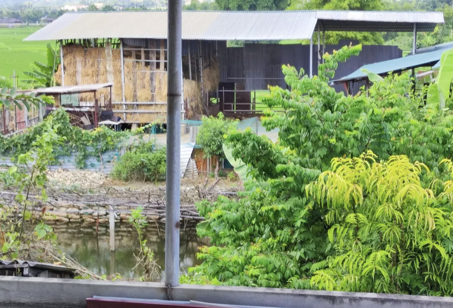 Trai nuoi nhot hang tram con trau giua trung tam thi xa anh 5