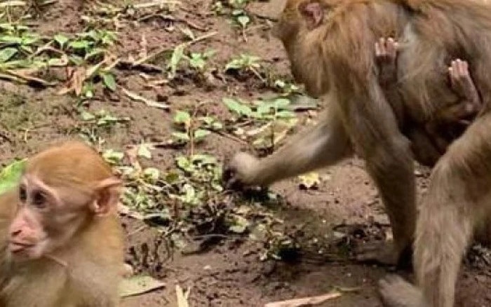 Tre nho khoc thet vi bi khi tan cong trong khu du lich o Son La hinh anh