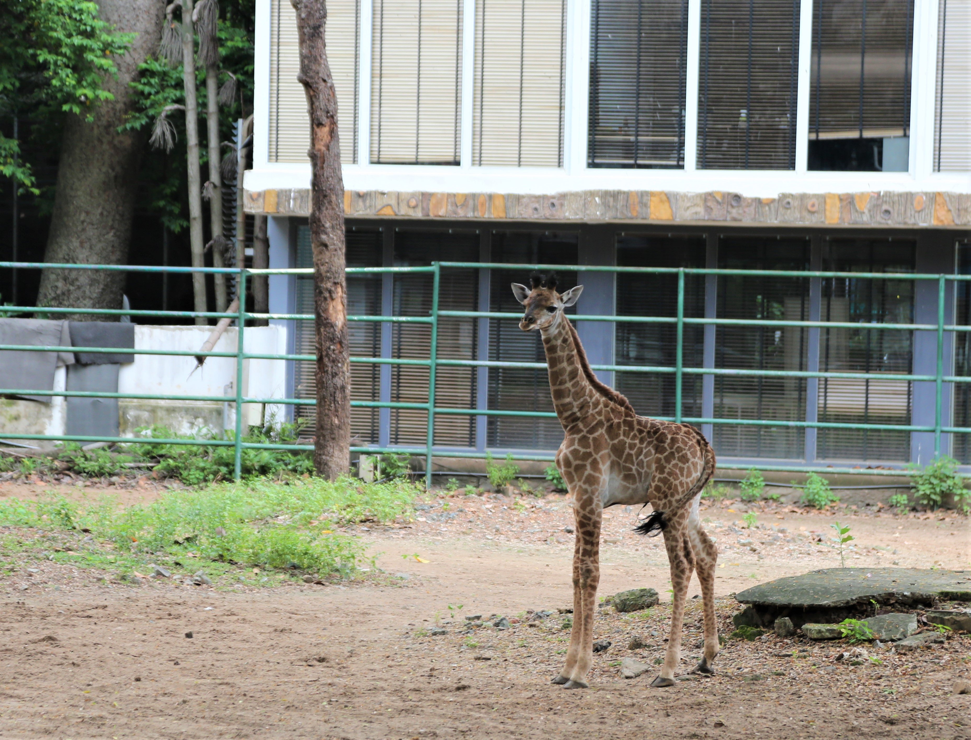 Huou cao co sinh con thu 3 tai Thao Cam Vien Sai Gon hinh anh