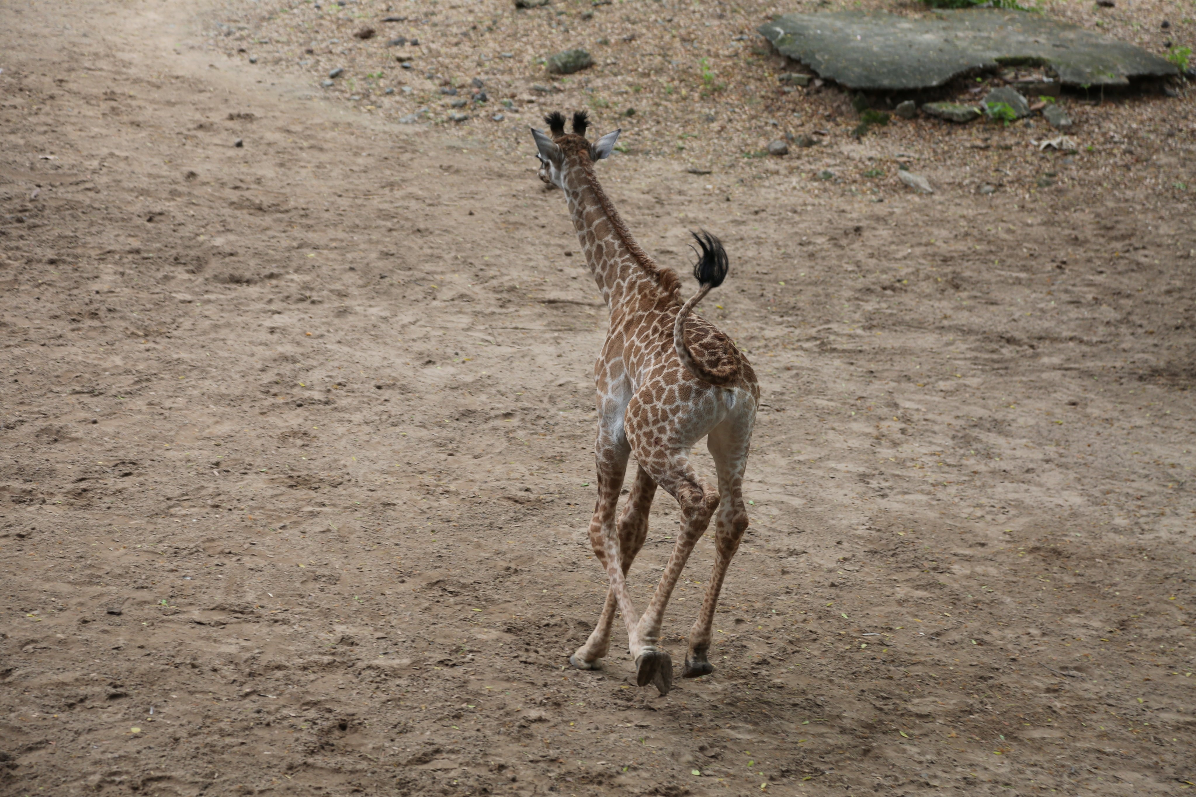 Huou cao co sinh them con tai Thao cam vien Sai Gon anh 1